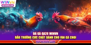 Đá gà GA28 Winvn – Đấu trường cực chất dành cho fan gà chọi